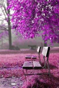 purple bench